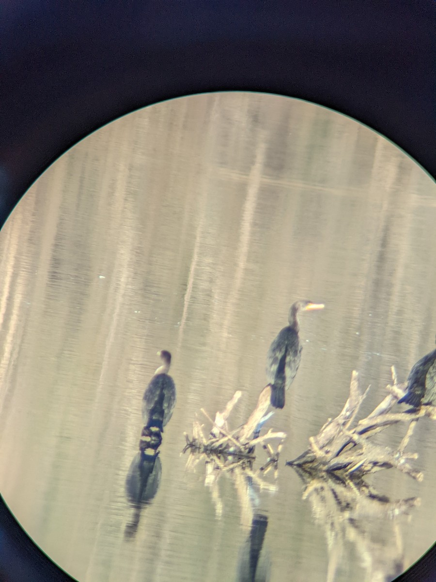 Double-crested Cormorant - ML420959411