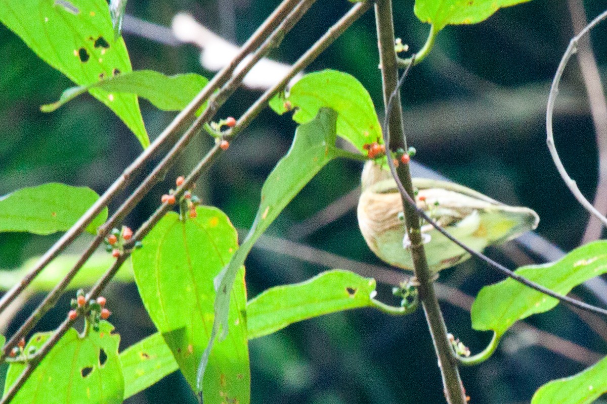 Striolated Manakin - ML420960631