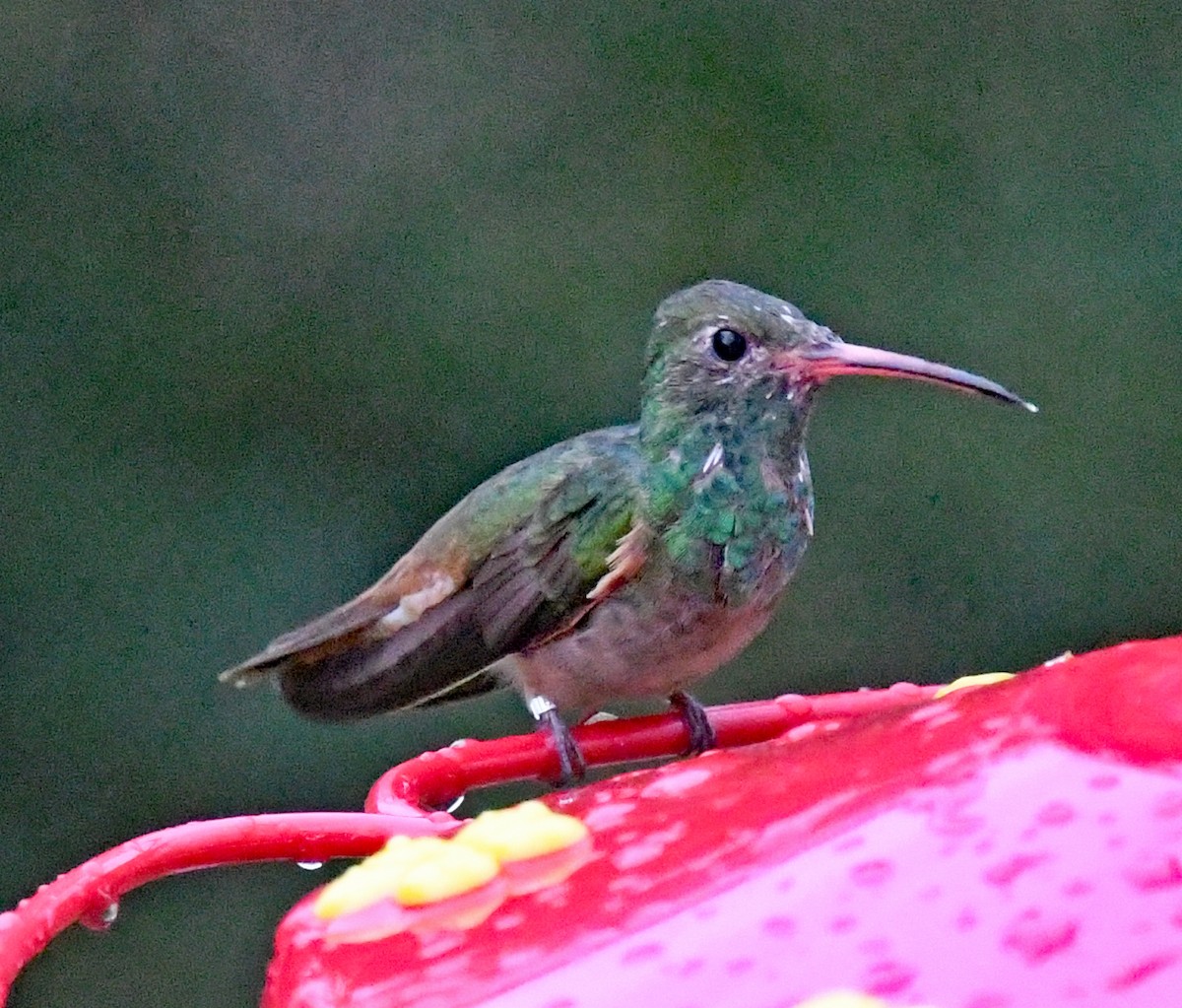 Buff-bellied Hummingbird - Richard Taylor