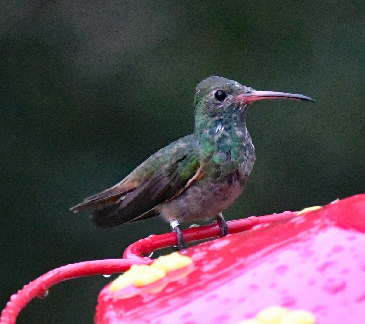 Buff-bellied Hummingbird - Richard Taylor