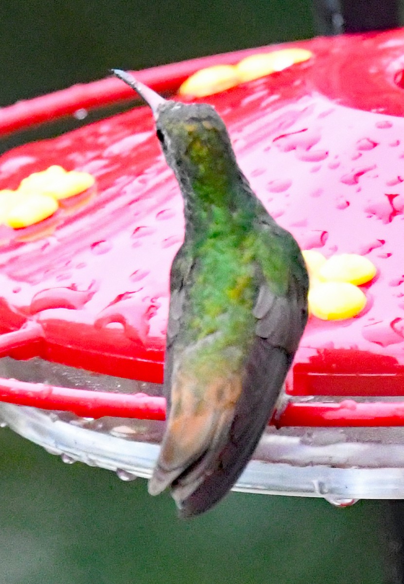 Buff-bellied Hummingbird - Richard Taylor