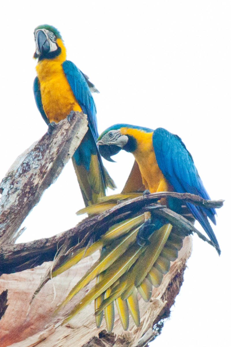 Blue-and-yellow Macaw - Sue Wright