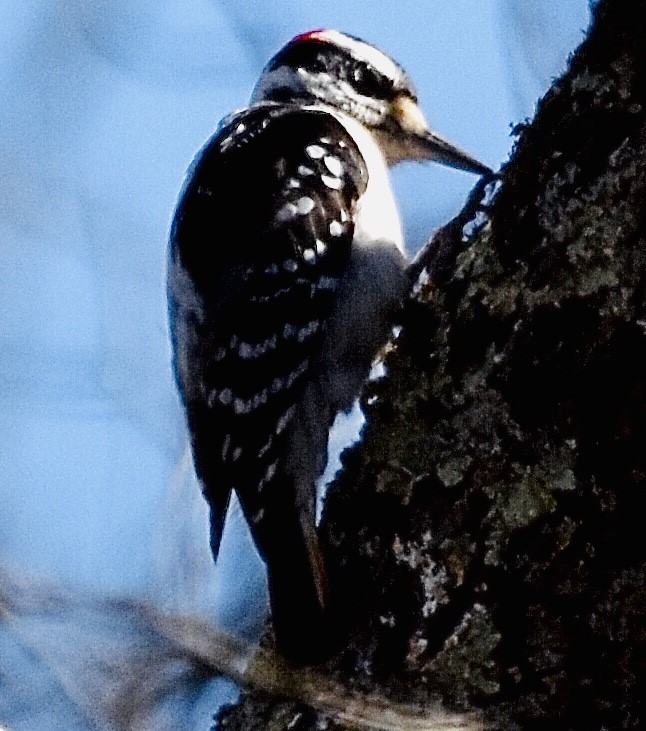 Hairy Woodpecker - ML420964601