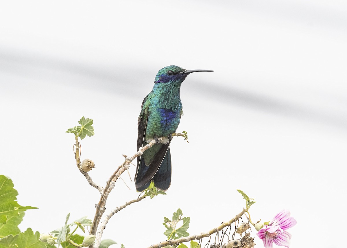 Sparkling Violetear - ML420966181