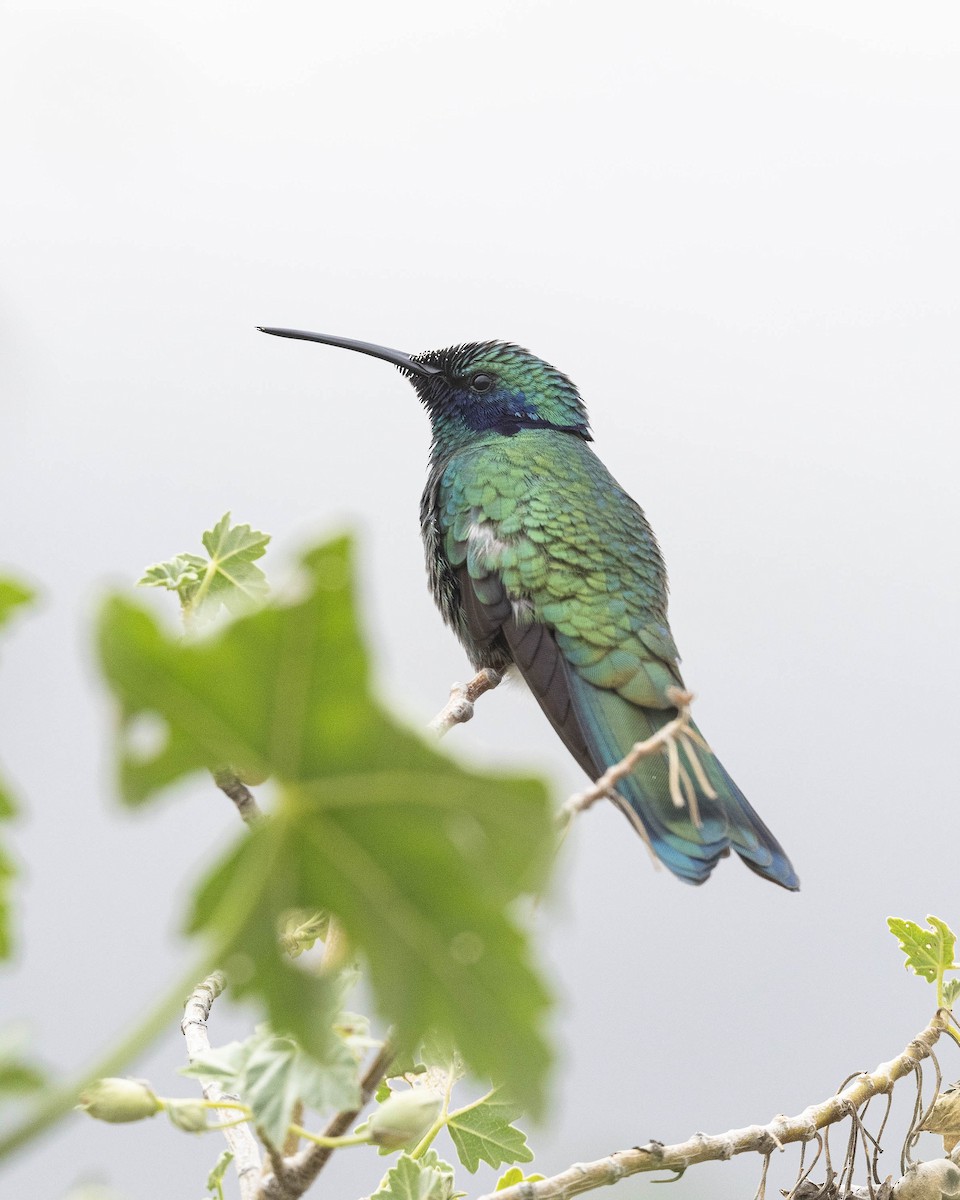 Sparkling Violetear - ML420966201