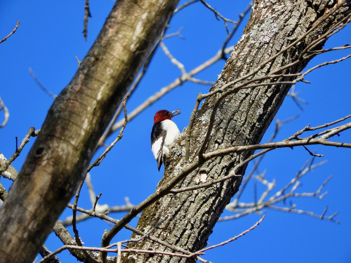 Red-headed Woodpecker - ML420968441