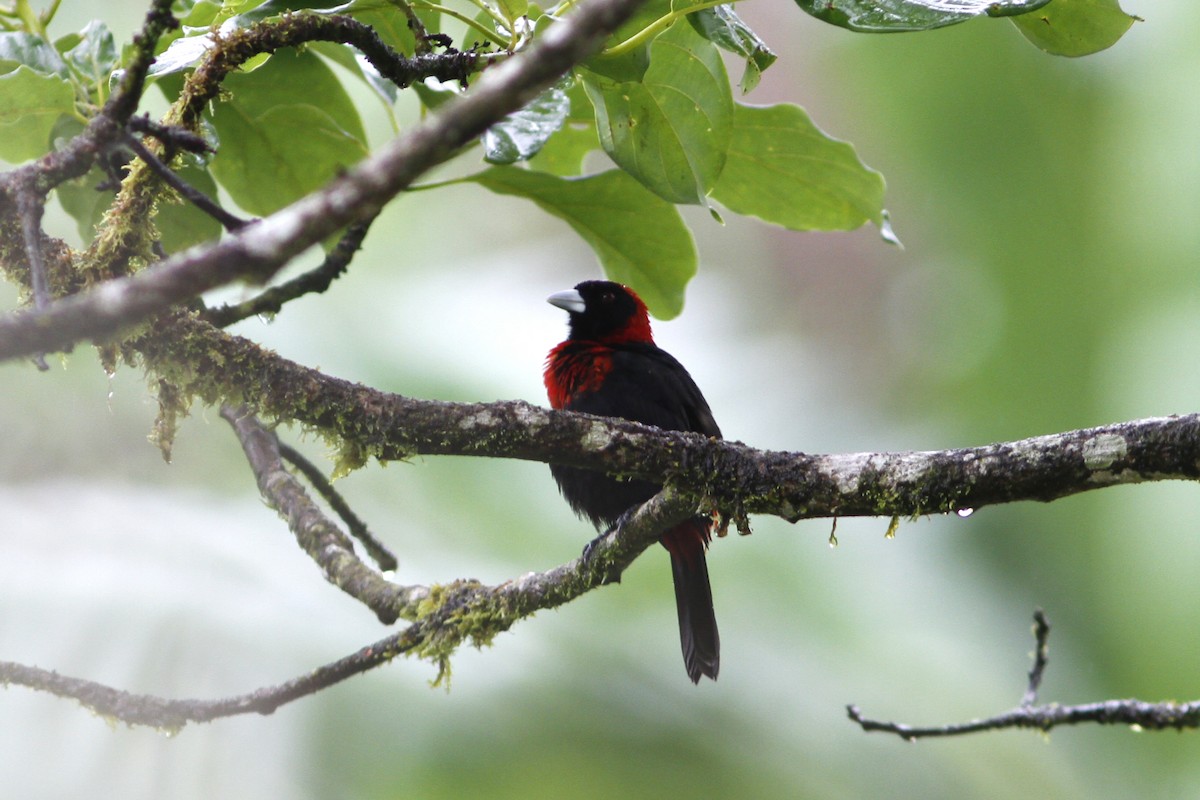 Crimson-collared Tanager - Dave Beeke