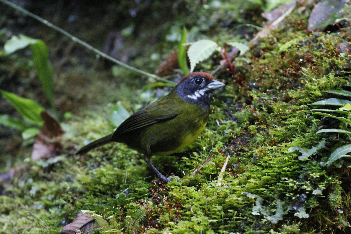 Sooty-faced Finch - ML42096901