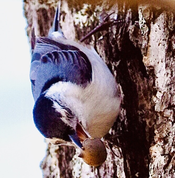 White-breasted Nuthatch - ML420969301