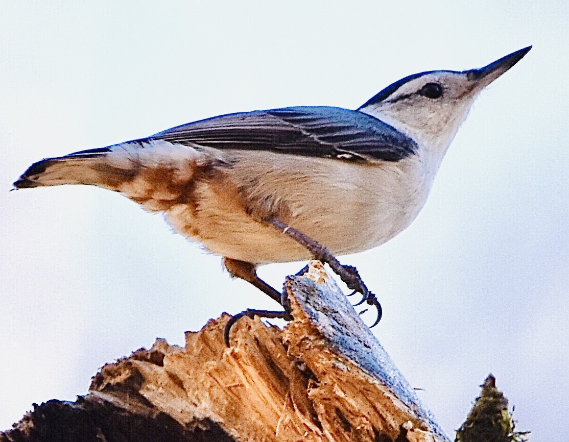 White-breasted Nuthatch - ML420969471