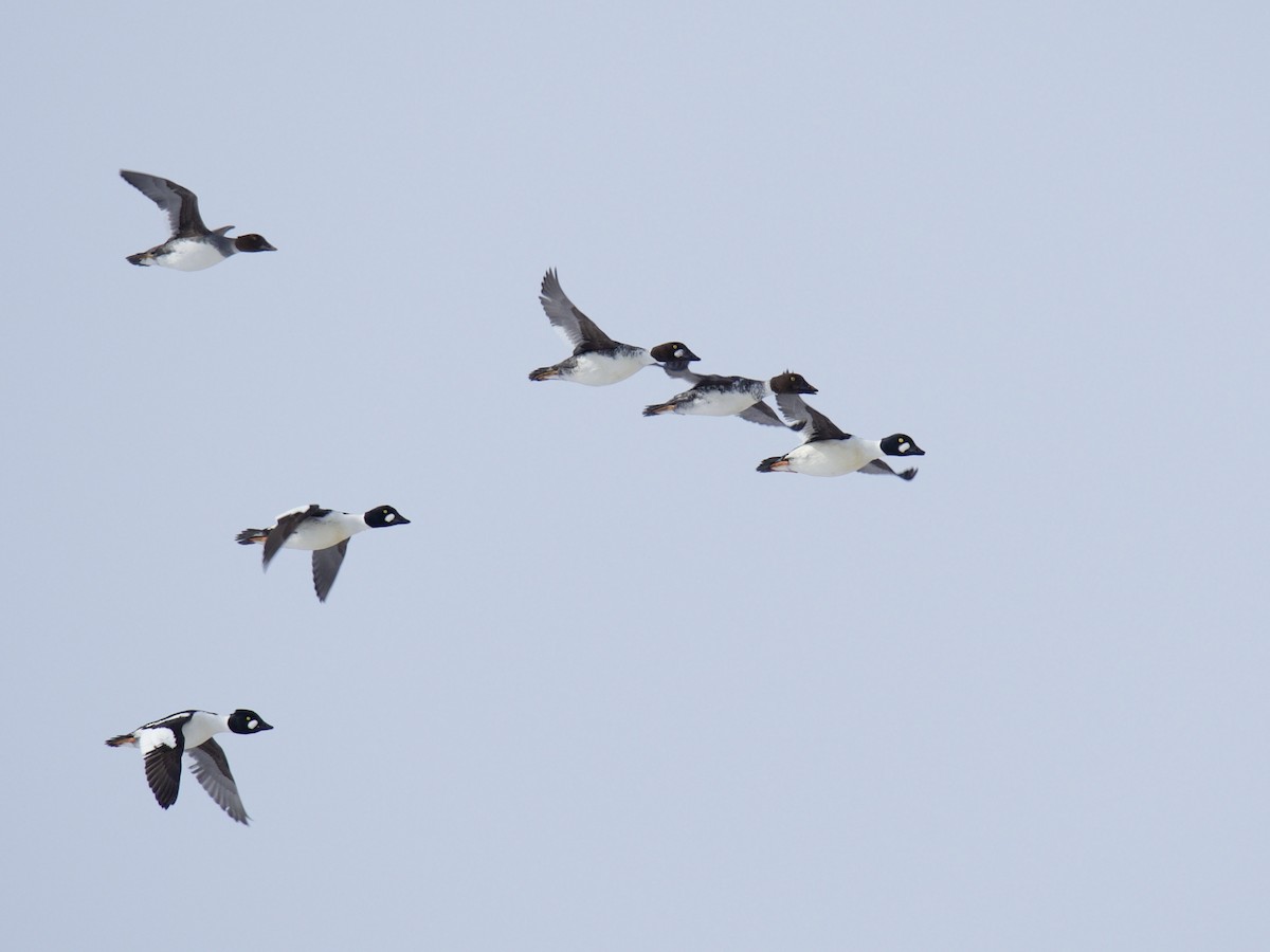 Common Goldeneye - Bruce Gates