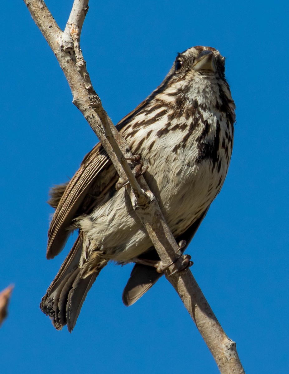 Song Sparrow - ML420970641