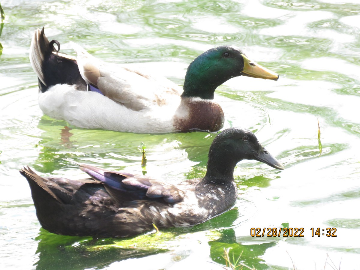 Mallard (Domestic type) - ML420972041