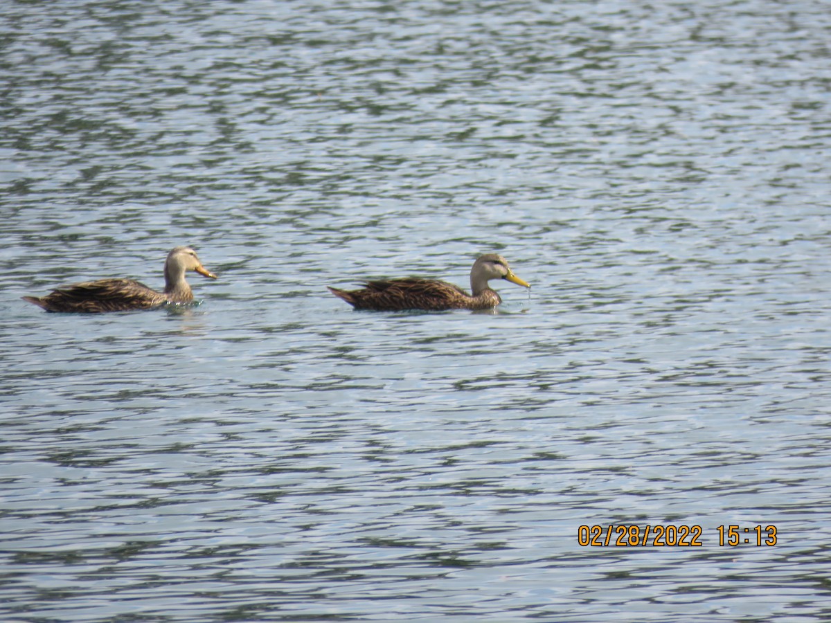 Mottled Duck - ML420972601