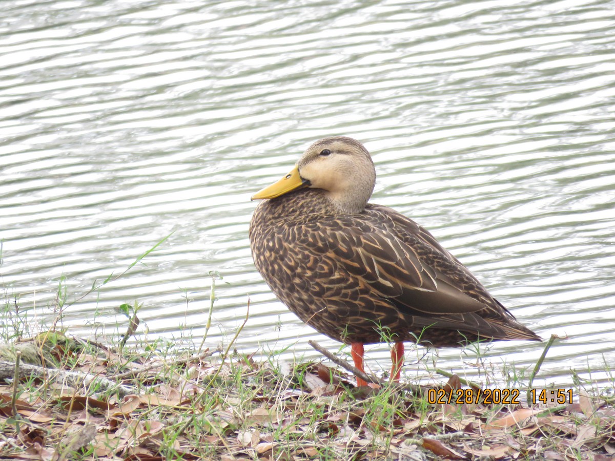 Mottled Duck - ML420972631