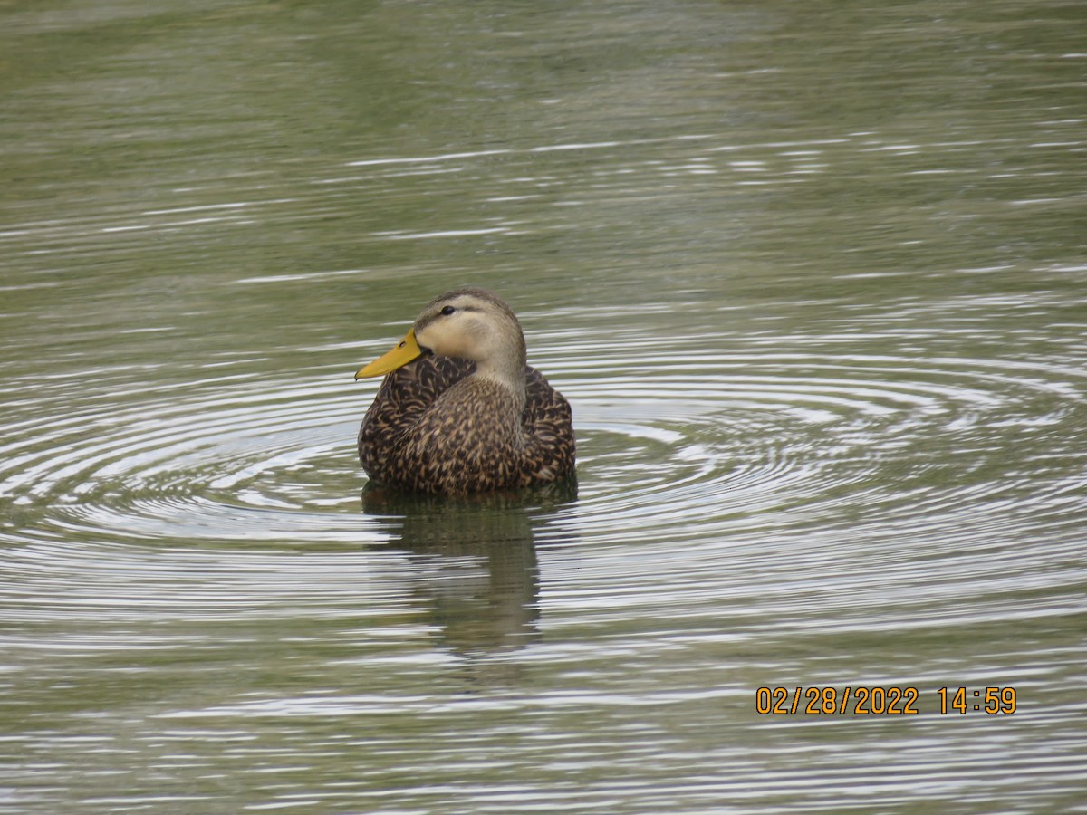 Mottled Duck - ML420972641