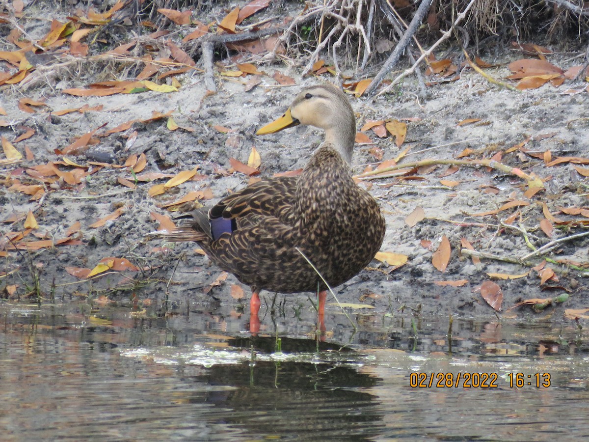 Mottled Duck - ML420972651