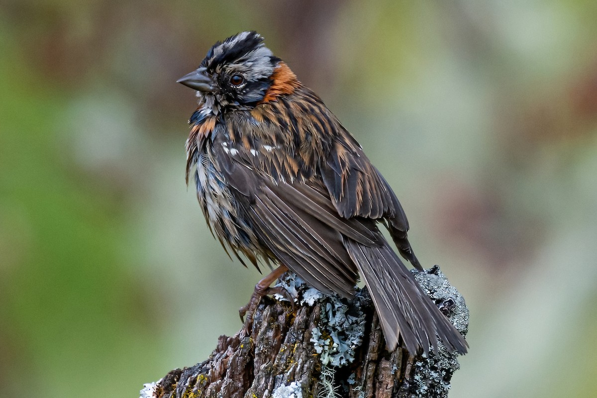 Rufous-collared Sparrow - ML420973121
