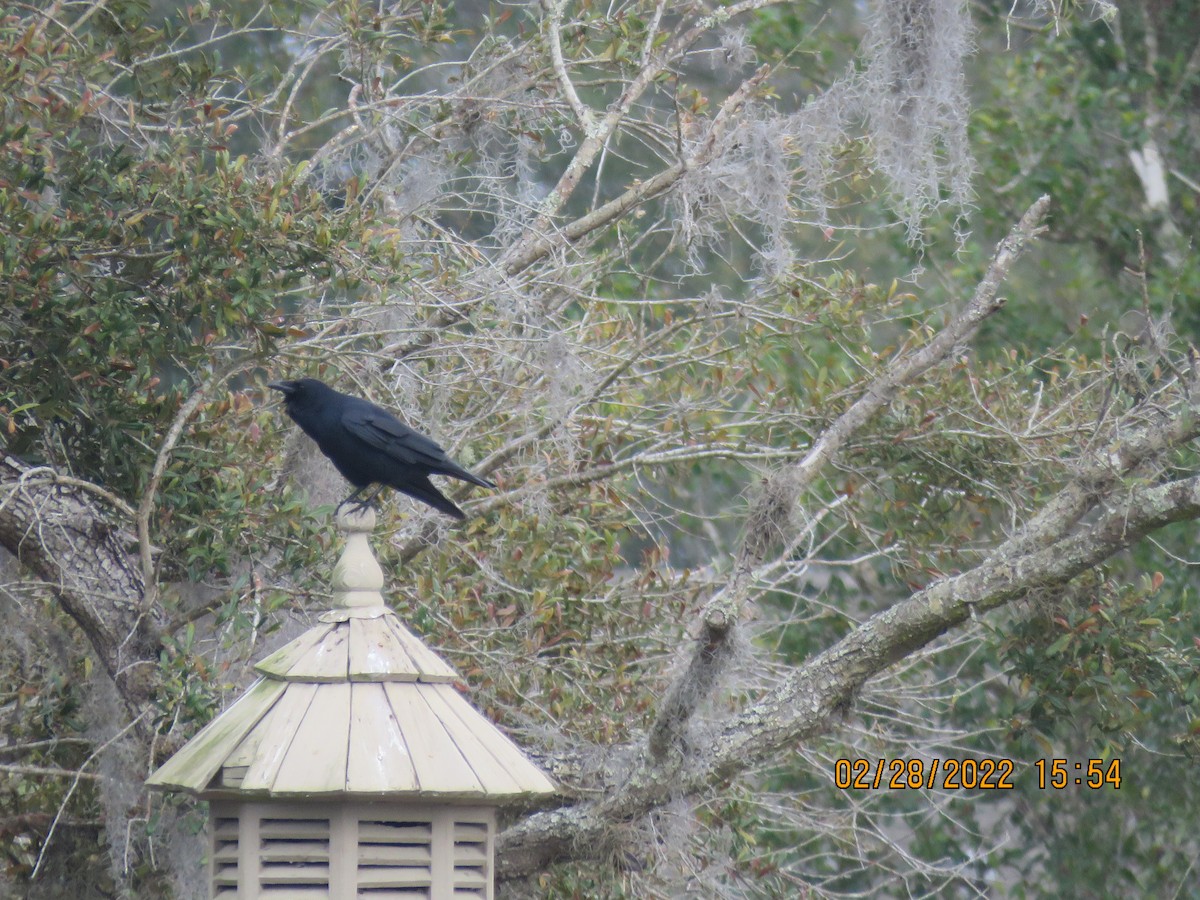 Fish Crow - ML420973831