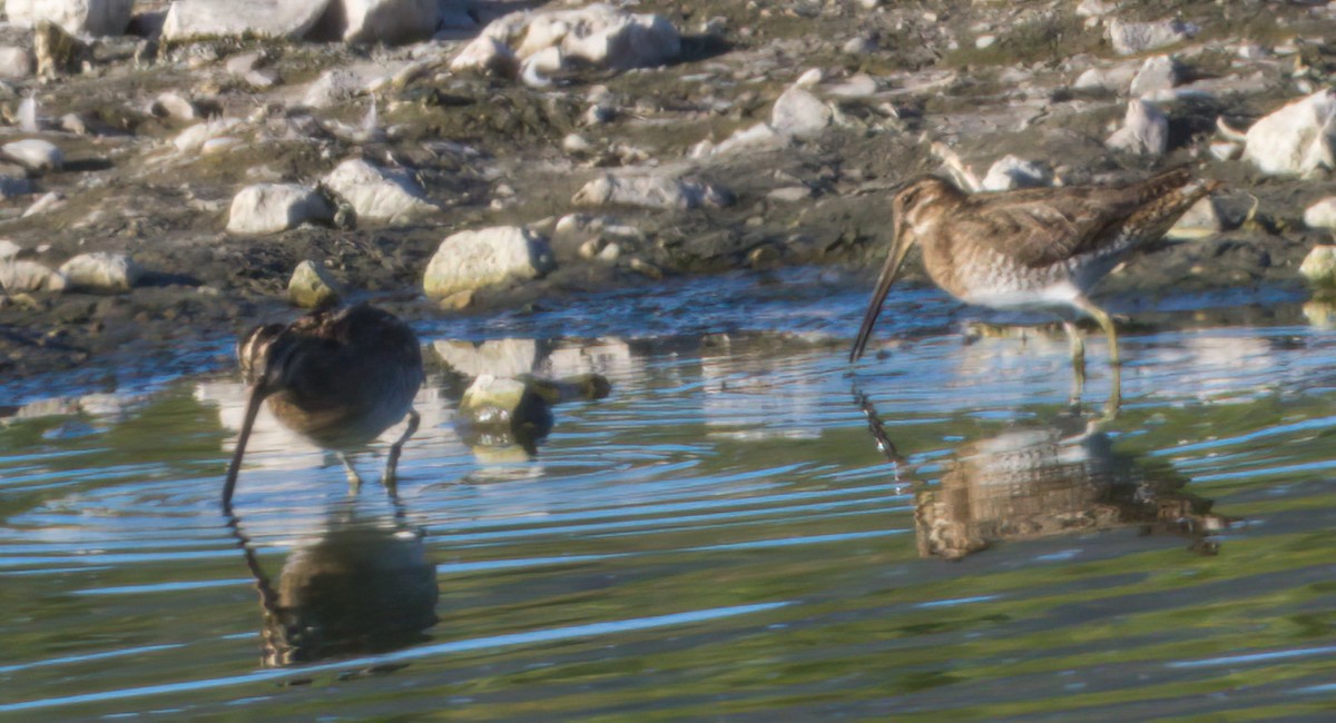 Wilson's Snipe - ML420974501