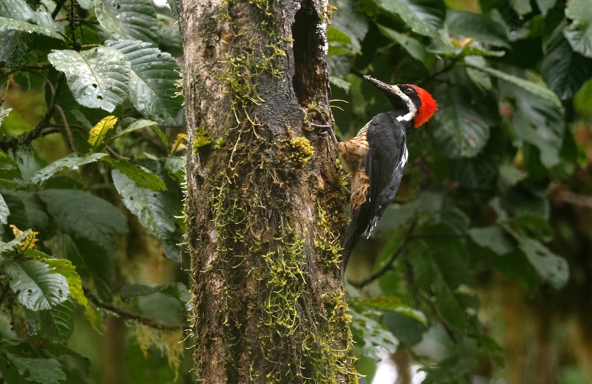 Powerful Woodpecker - ML420974921