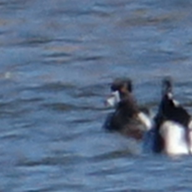 Ring-necked Duck - ML420975071