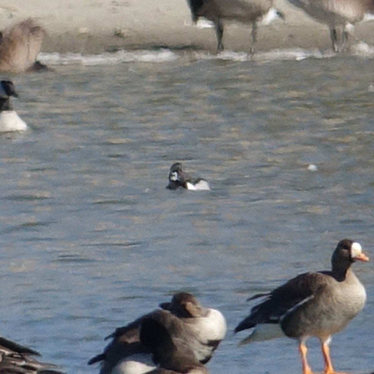 Ring-necked Duck - ML420975111