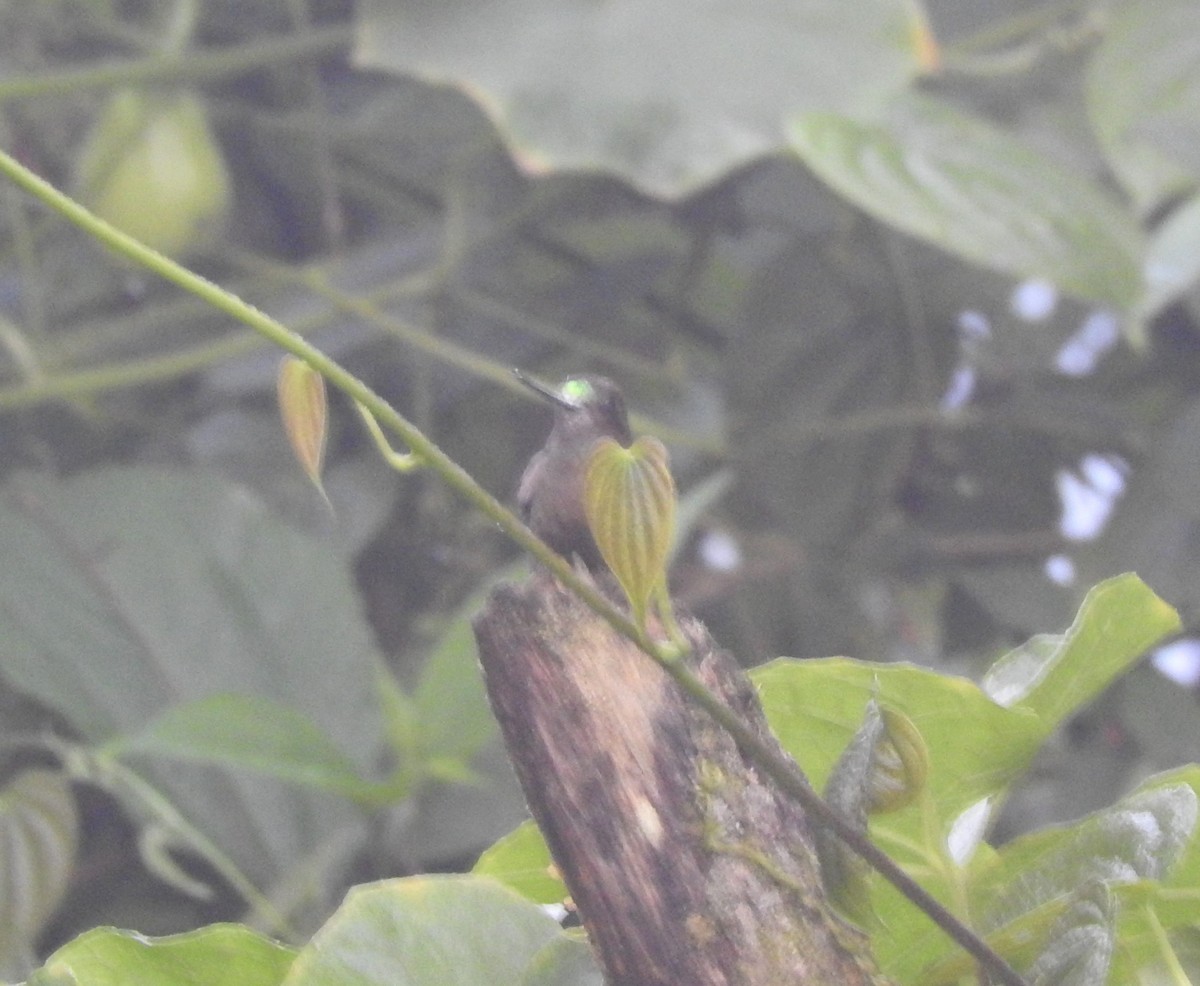 Green-fronted Lancebill - ML420975871