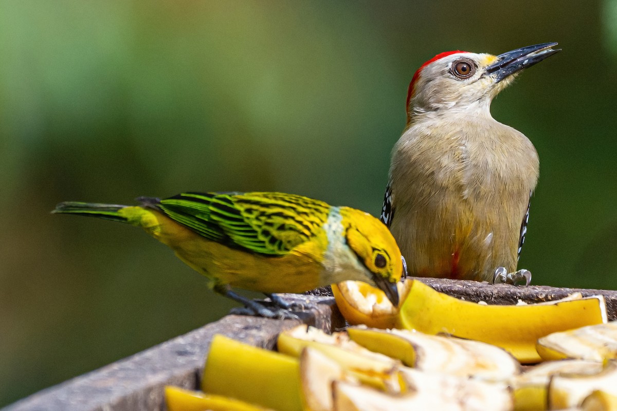 Red-crowned Woodpecker - ML420976041