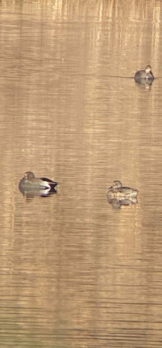 Gadwall - ML420977061