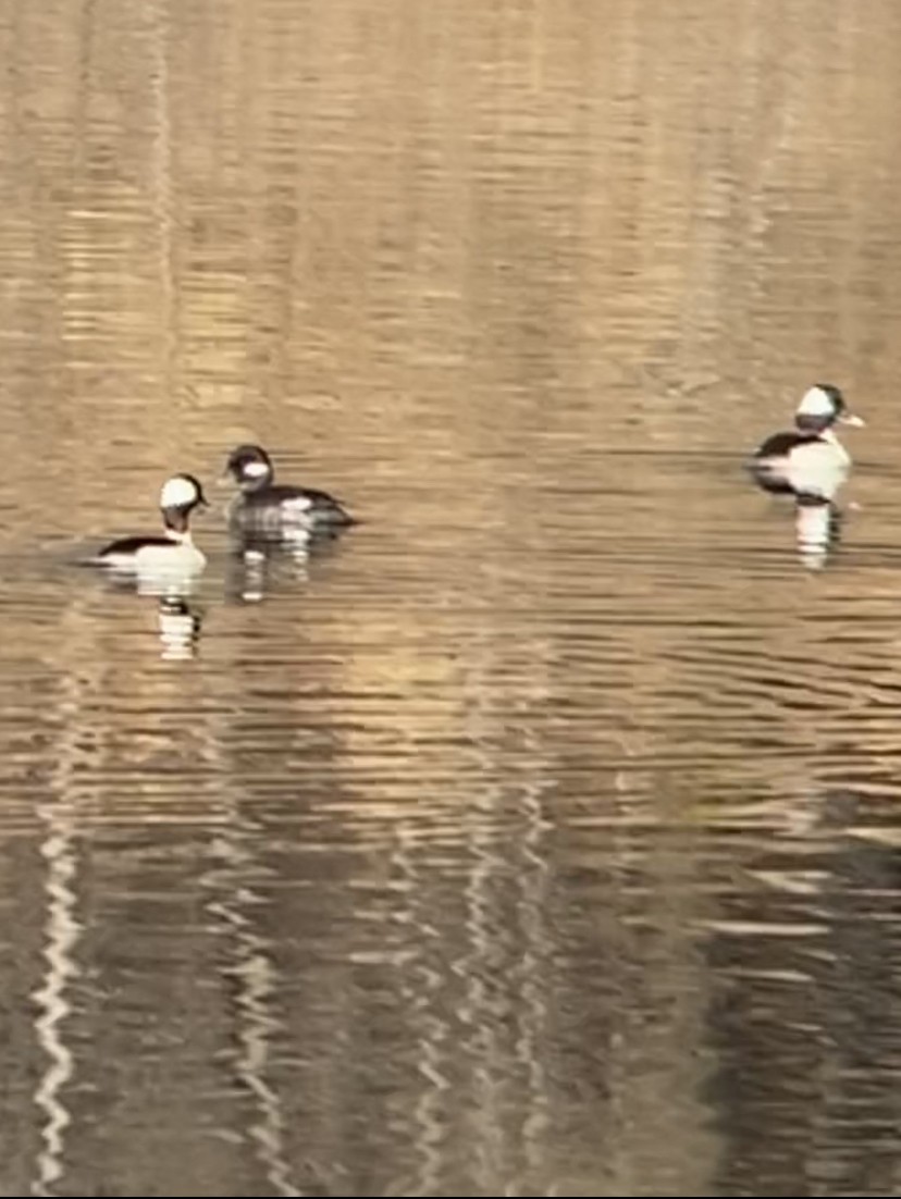 Bufflehead - ML420977311