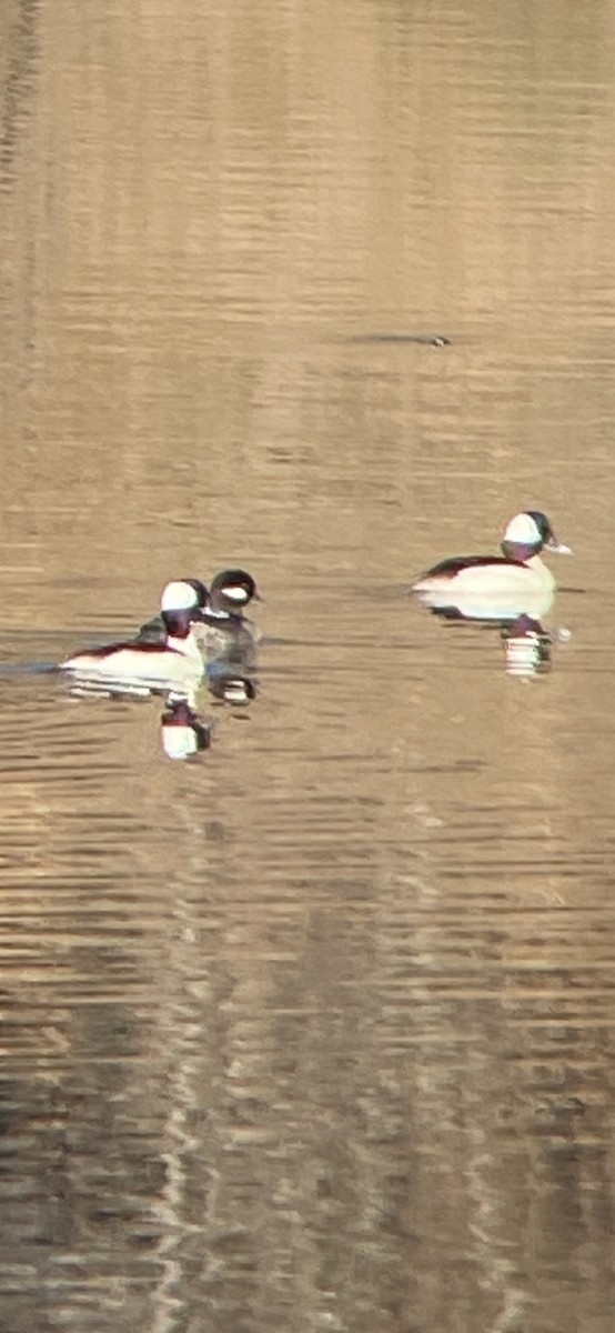 Bufflehead - ML420977331