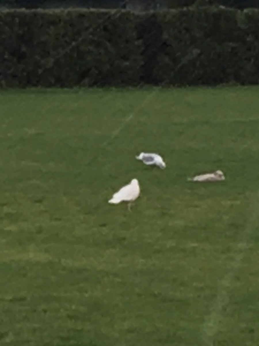 Glaucous Gull - ML420977431