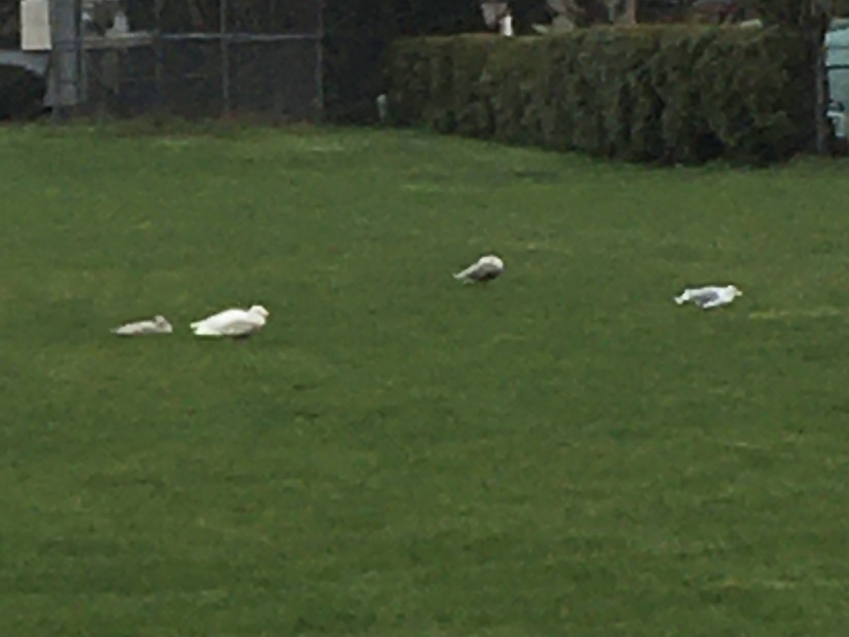 Glaucous Gull - ML420977441