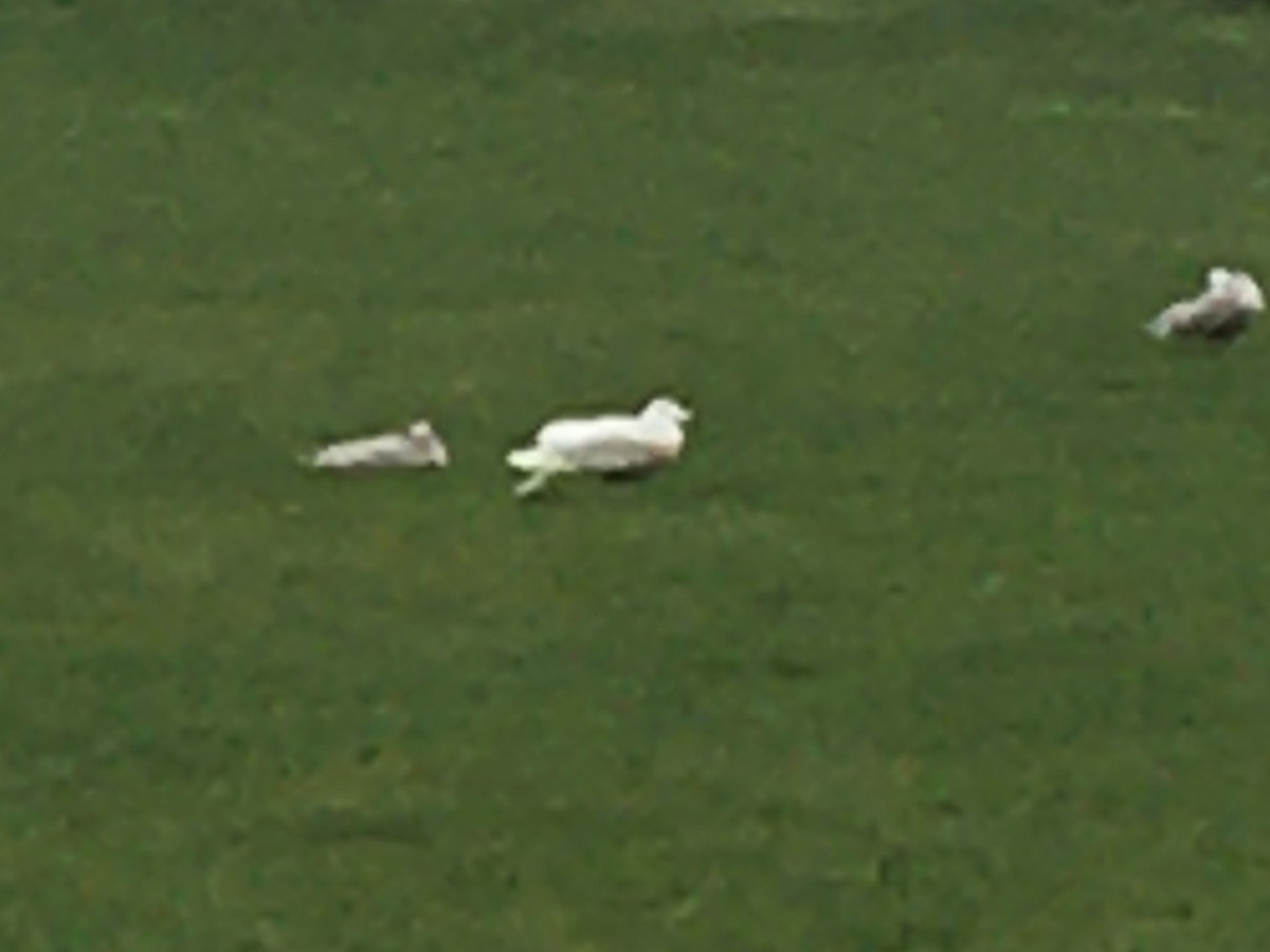 Glaucous Gull - ML420977461