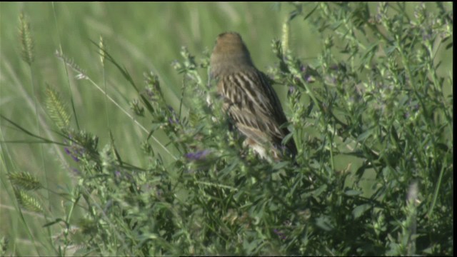 Baird's Sparrow - ML420978