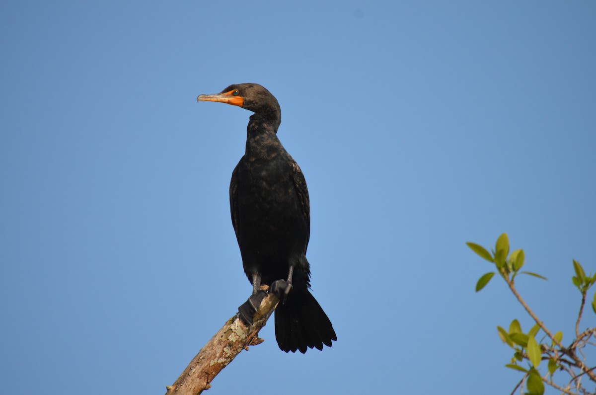 Double-crested Cormorant - ML420978251