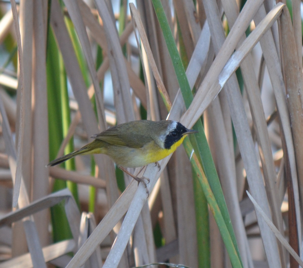 Common Yellowthroat - ML420978341