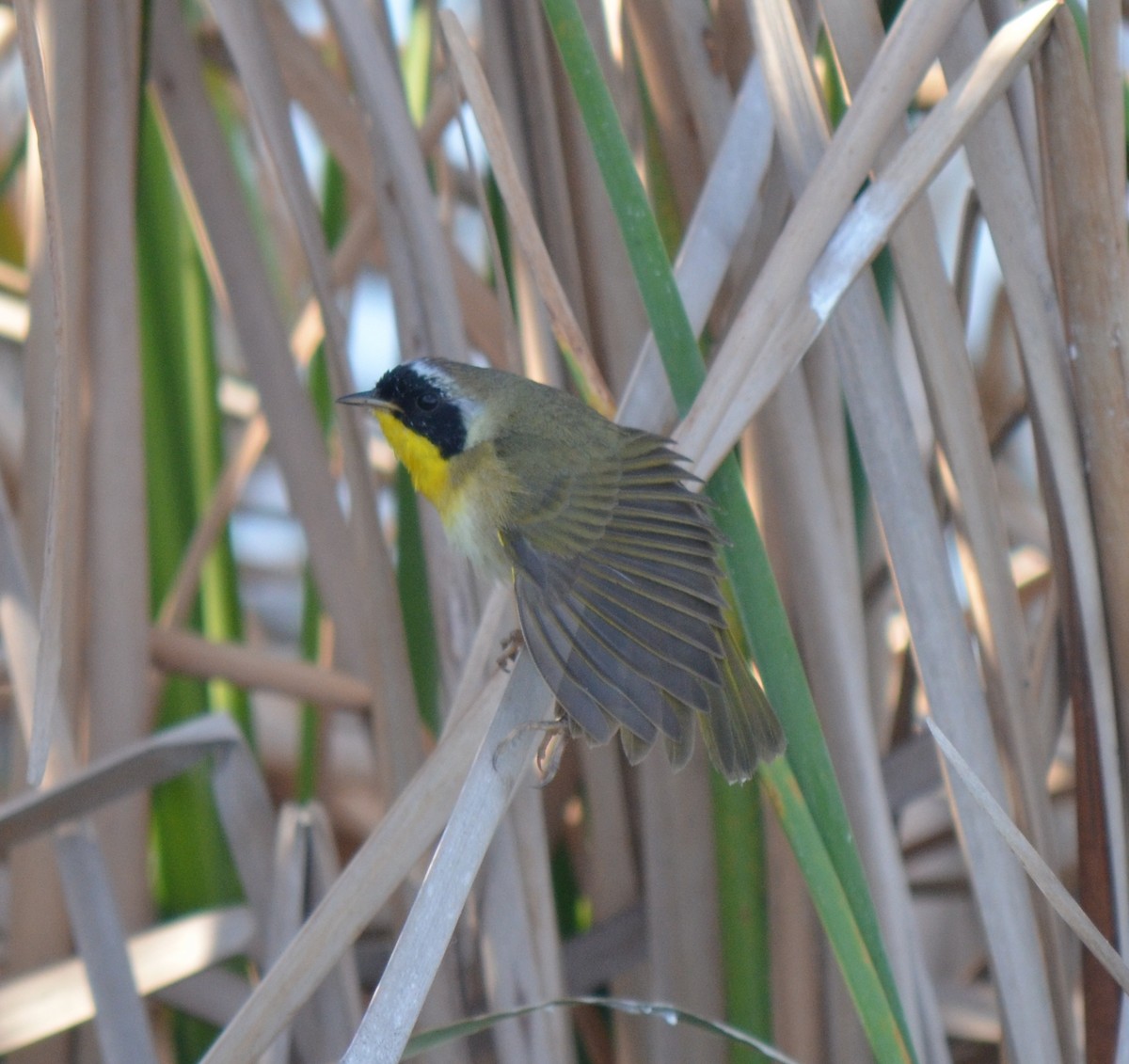 Common Yellowthroat - ML420978351