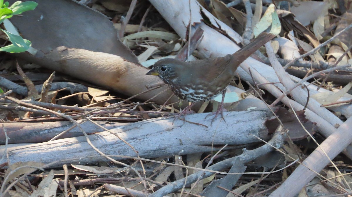 Fox Sparrow - ML420979071