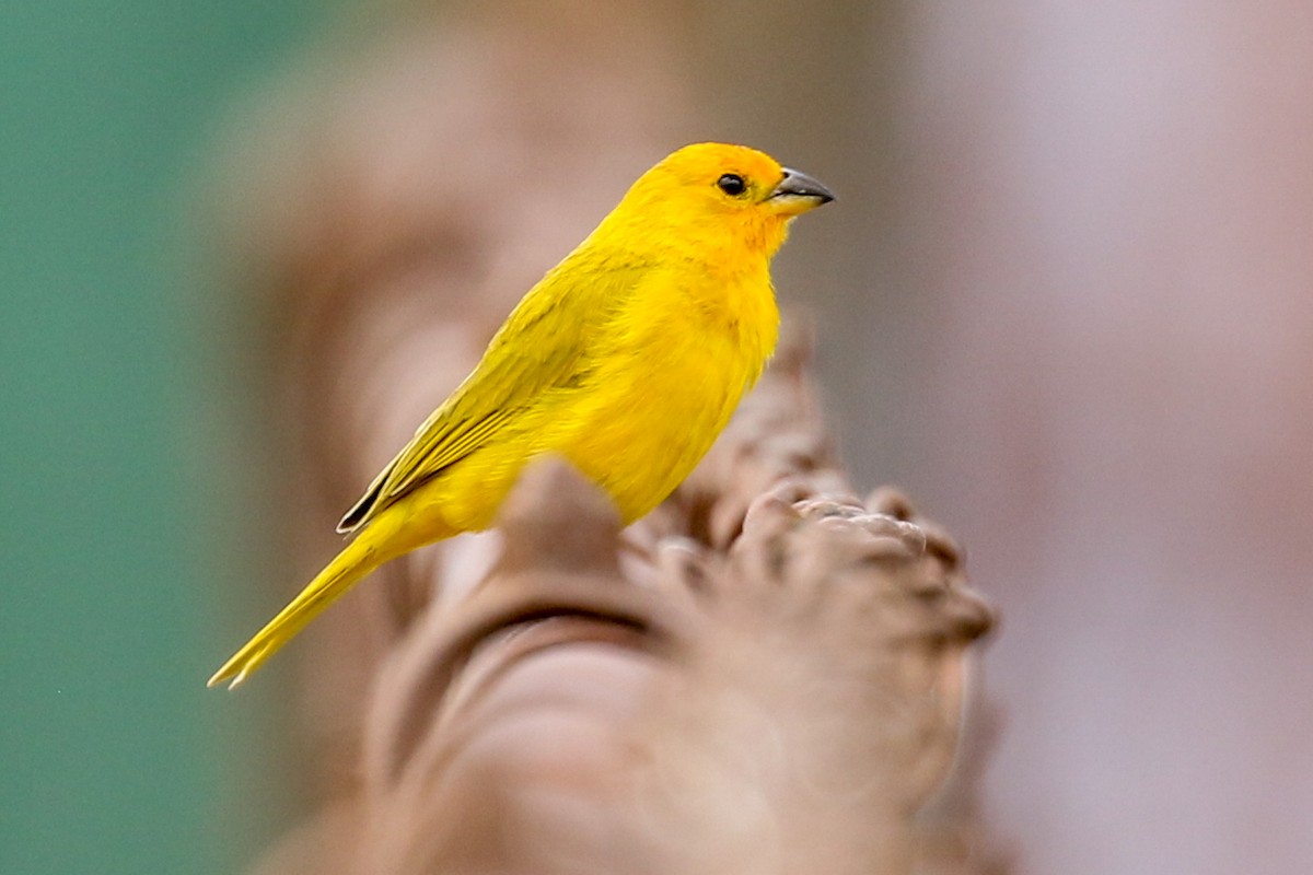 Saffron Finch - ML420979391