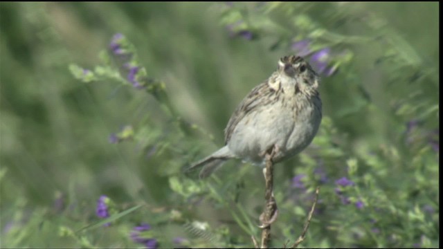 Baird's Sparrow - ML420981