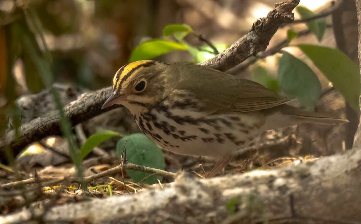 Ovenbird - ML420981691