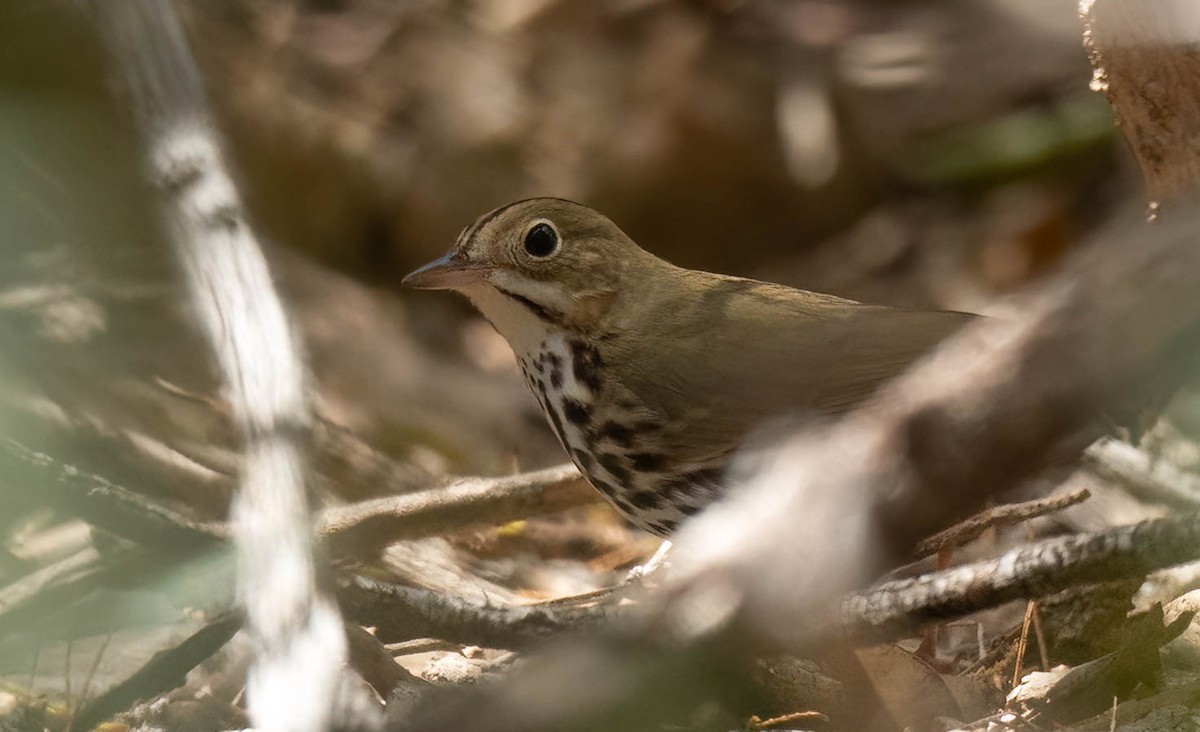 Ovenbird - ML420981701