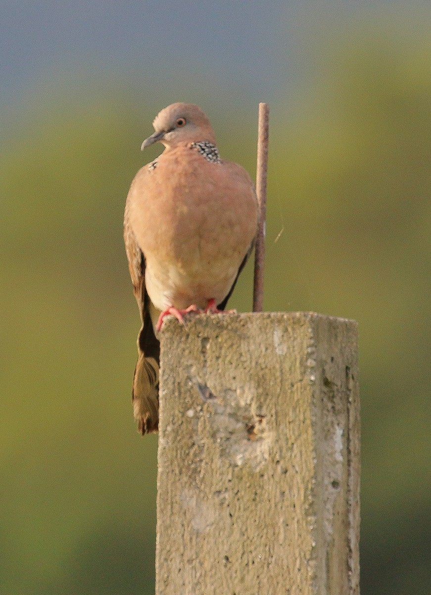 Spotted Dove - Neoh Hor Kee