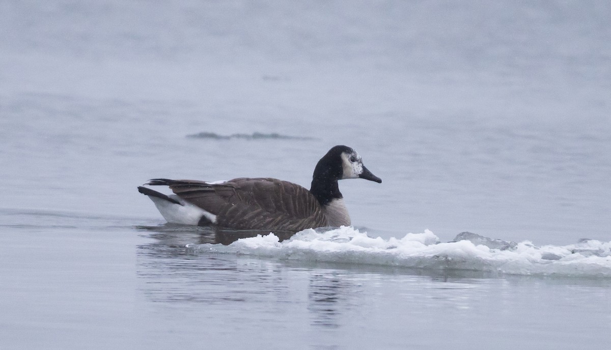 Canada Goose - ML420984001