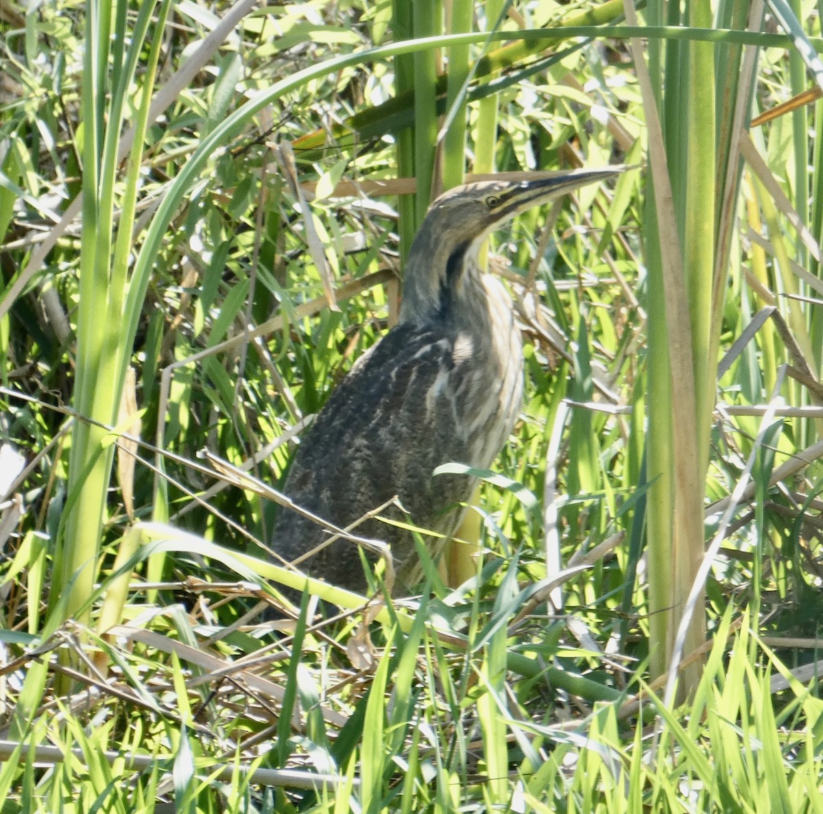 American Bittern - ML420985681