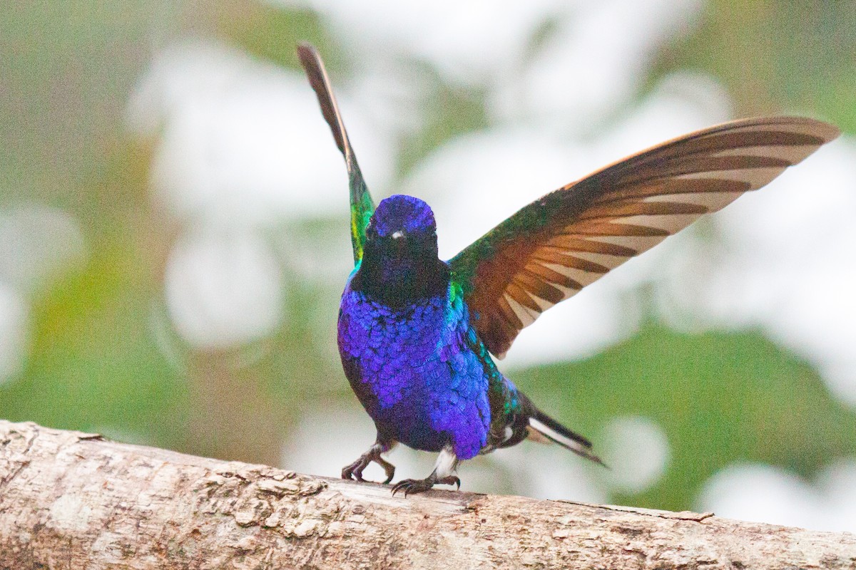 Velvet-purple Coronet - Sue Wright