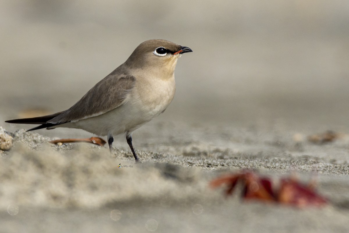 Small Pratincole - ML420989441