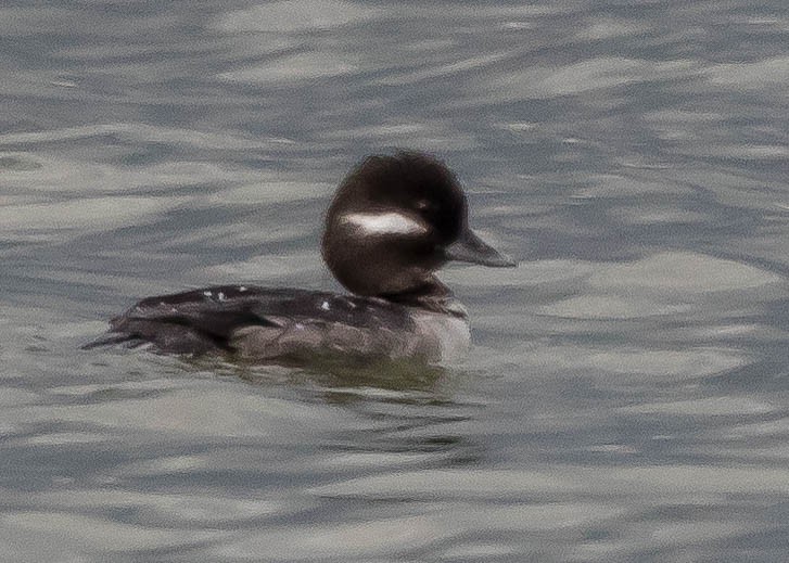 Bufflehead - ML420990431